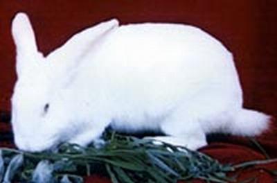 供应新西兰白兔-实验兔