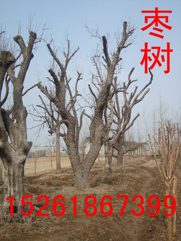 南京市柿子树厂家供应柿子树，江苏柿子树价格，江苏柿子树大量订购