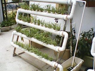 供应阳台上的水培蔬菜