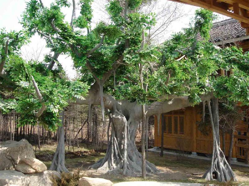 供应沭阳县生态园榕树施工园林景观假树高2.8米图片