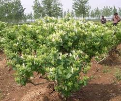 河北巨鹿金银花苗种植效益分析供应河北巨鹿金银花苗种植效益分析