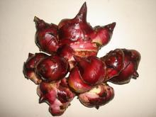 供应用于食用的天然长寿香芋芭蕉芋（旱藕淀粉）图片