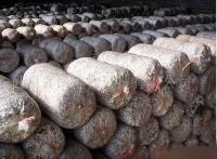 济南市蘑菇菌包厂家