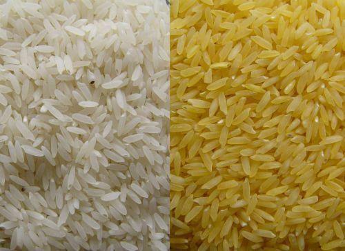 供应营养黄金米设备