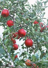 供应苹果苗苹果树供应，山西苹果树报价，3公分苹果树价钱