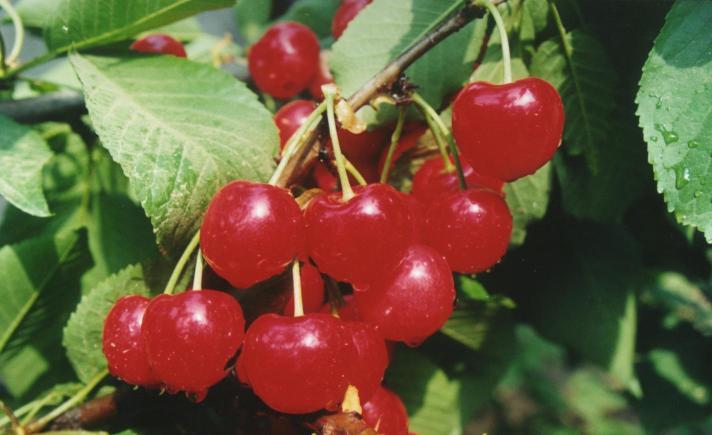 郑州市大樱桃在湖南地区适合种植吗厂家大樱桃在湖南地区适合种植吗