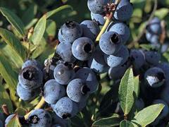 郑州市蓝莓苗蓝莓新品种浙江蓝莓种植技术厂家供应蓝莓苗蓝莓新品种浙江蓝莓种植技术