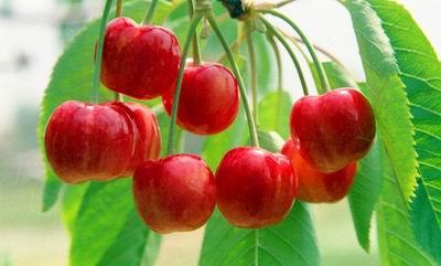 郑州市大樱桃在湖南地区适合种植吗厂家