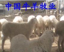 供应纯种小尾寒羊养殖场江苏小尾寒羊价格小尾寒羊长势快图片