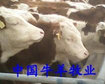 纯种西门塔尔牛价格 西门塔尔牛育肥牛 中国牛羊牧业西门塔尔牛繁育基地