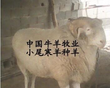 济宁市小尾寒羊孕羊羊羔羊苗厂家供应用于种羊的小尾寒羊孕羊羊羔羊苗2016年肉羊价格_最新肉羊价格/批发报价_肉羊多少钱?