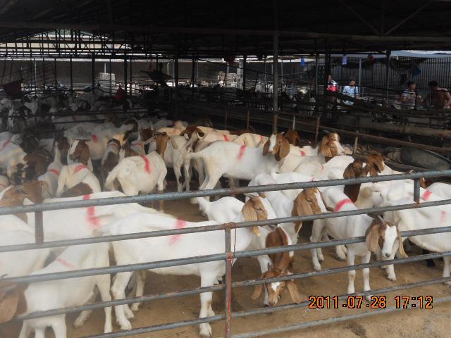 供应中国最大波尔山羊养殖基地宏祥羊场