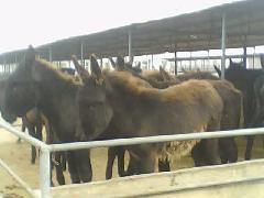 供应2012年今天的肉驴驴苗价格，哪个品种的肉驴最好，肉驴能长多大