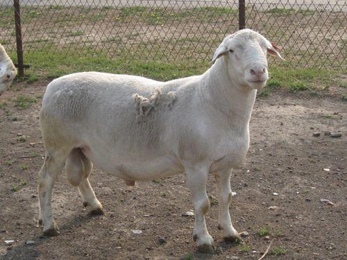 供应河南杜泊绵羊养殖场，波尔山羊，小尾寒羊