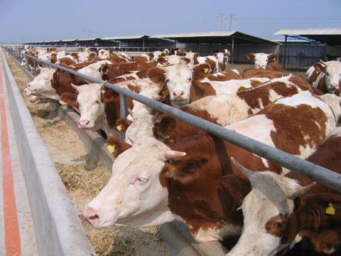 供应哪里的西门塔尔肉牛犊比较多，哪里的杂交黄牛比较多