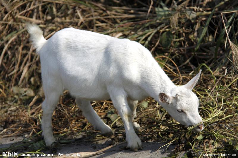 白山羊羔羊哺乳后期该如何饲养管理，白山羊养殖利润分析，白山羊最新价格图片
