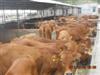 供应2012年今天的杂交黄牛价格，西门塔尔肉牛犊价格，利木赞牛价格