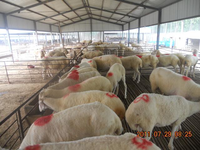济宁市怎样做好肉牛肉羊的免疫厂家供应怎样做好肉牛肉羊的免疫程序