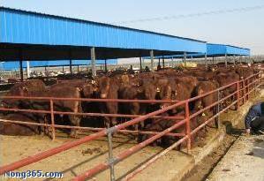 供应肉牛的青贮饲料有哪些及青贮技术