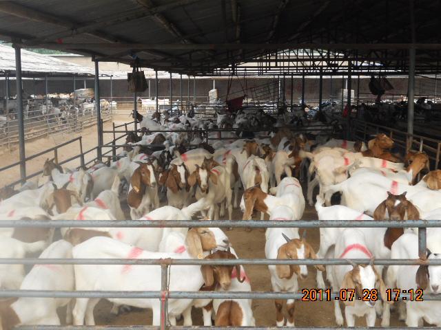 供应全国最有名的肉羊交易市场