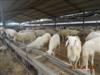 供应全国最大的白山羊养殖场，宜昌白山羊，鲁白山羊价格及养殖技术