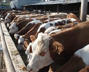 供应西门塔尔肉牛犊牛育肥的管理图片