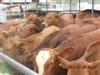 供应上海肉牛养殖场，西门塔尔牛，夏洛莱牛，利木赞牛，鲁西黄牛近期价格图片