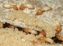 供应灭白蚁公司■杀白蚁●上海杀虫公司◆021-54303723灭老鼠