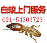 供应上海书虫潮虫蛀粉虫021-54303723杀蟑螂公司