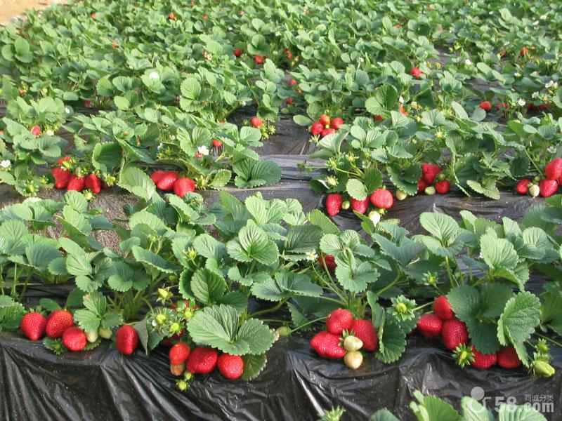 供应品种草莓苗
