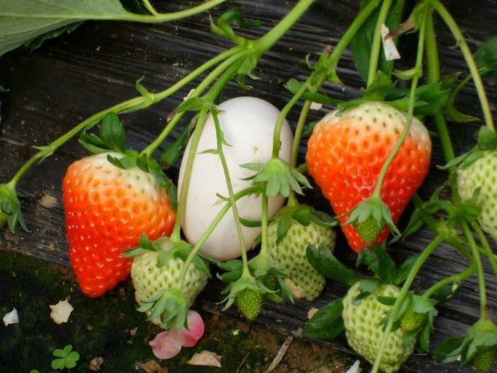 供应草莓苗栽培基地草莓苗价格草莓苗木