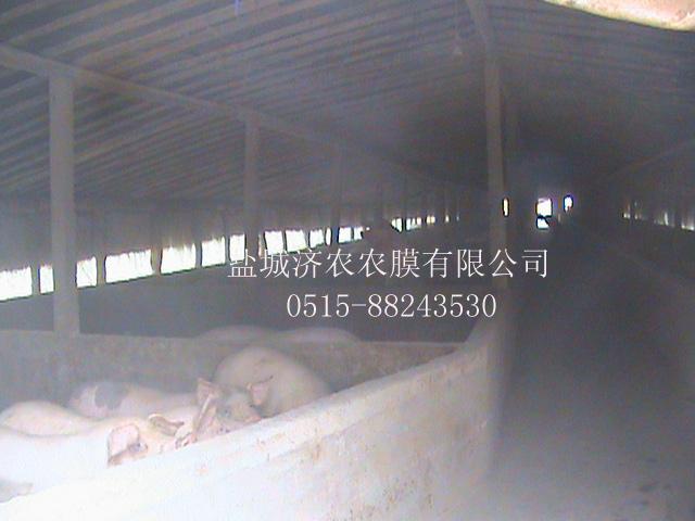 供应大棚养殖黑白膜，大棚薄膜，养鸡大棚，养猪大棚，食用菌大棚价格