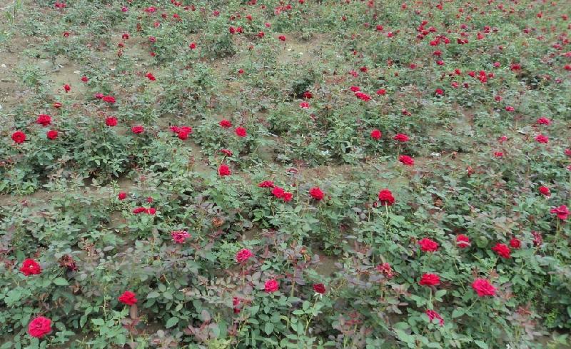 供应月季花市场价格玫瑰花月季花价格低价批发月季花