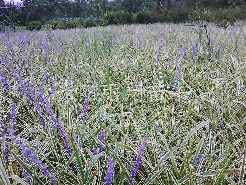 供应金边麦冬，金边麦冬草，金边麦冬草基地图片