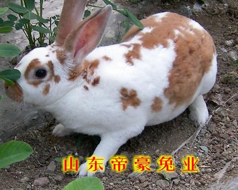 供应辽宁有卖兔子的吗辽宁养兔前景怎样辽宁养殖兔子能赚钱吗