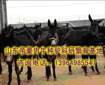 供应新疆有卖肉驴的新疆养殖肉驴的趋势
