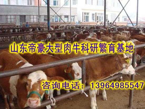 天津有养牛场吗天津养牛的效益怎样批发