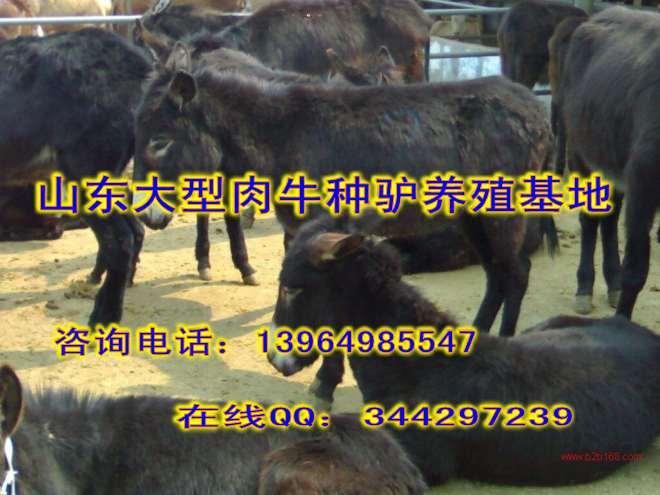 供应贵州有养肉驴的吗贵州卖驴去哪里卖贵州有肉驴养殖场吗