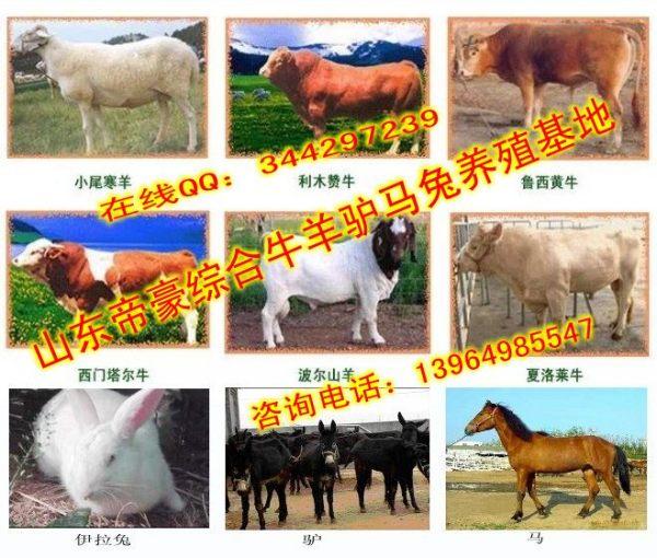 供应江苏适合养殖肉牛吗江苏肉牛的价格江苏有肉牛养殖场吗