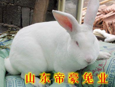 供应江西有卖兔子的吗江西养兔利润高吗