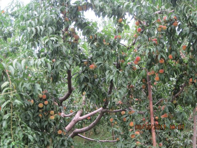 供应砀山黄桃原料基地