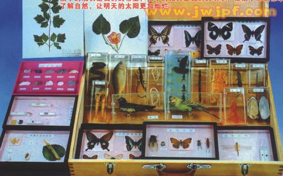 重庆幼儿园幼儿实物标本教具箱销售