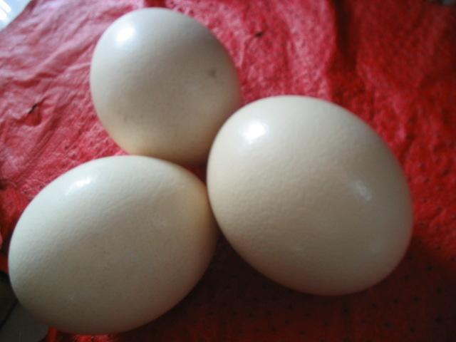 大量非洲鸵鸟种蛋供应大量非洲鸵鸟种蛋