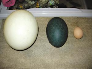江门市大量非洲鸵鸟种蛋厂家供应大量非洲鸵鸟种蛋