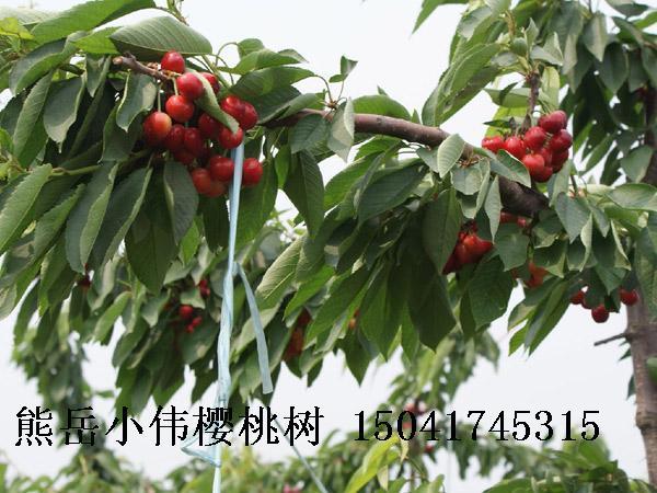 供应熊岳果树苗木樱桃树苗生产-大量出售红灯新品种樱桃苗-批发价格。图片