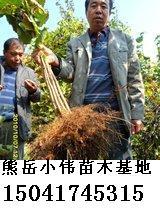 营口市二刀寒富苹果苗价格厂家供应二刀寒富苹果苗价格-熊岳苗木供应商-辽宁小伟果树苗木生产基地