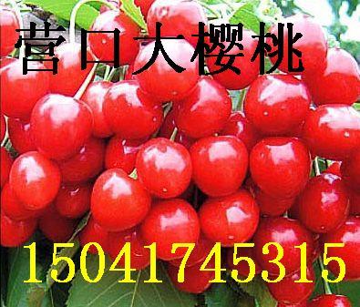 供应熊岳红灯樱桃树苗-辽宁小伟樱桃苗木生产基地-批发价格出售。图片