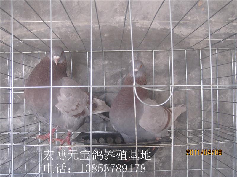 大型种鸽养殖场大型肉鸽公斤鸽批发