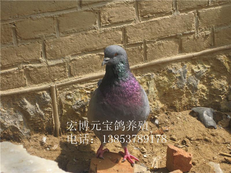 安徽肉鸽种鸽中国最大的养鸽场批发