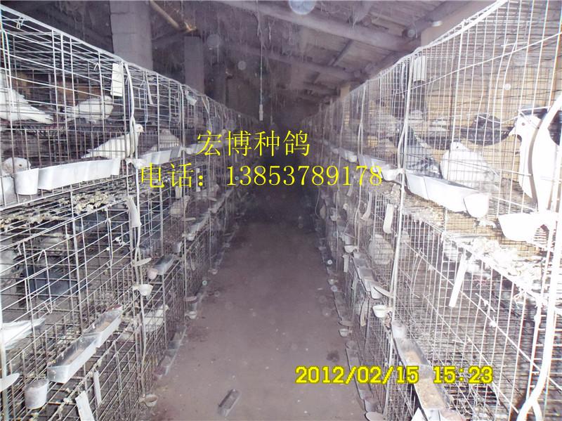 供应鸽子的养殖前景现代化肉鸽养殖大棚